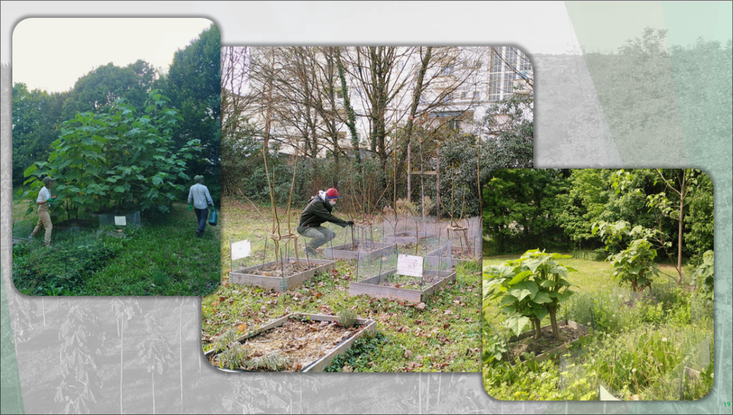 Le jardin à travers les saisons...