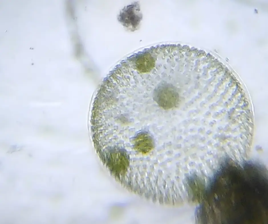 Volvox observé au Foldscope