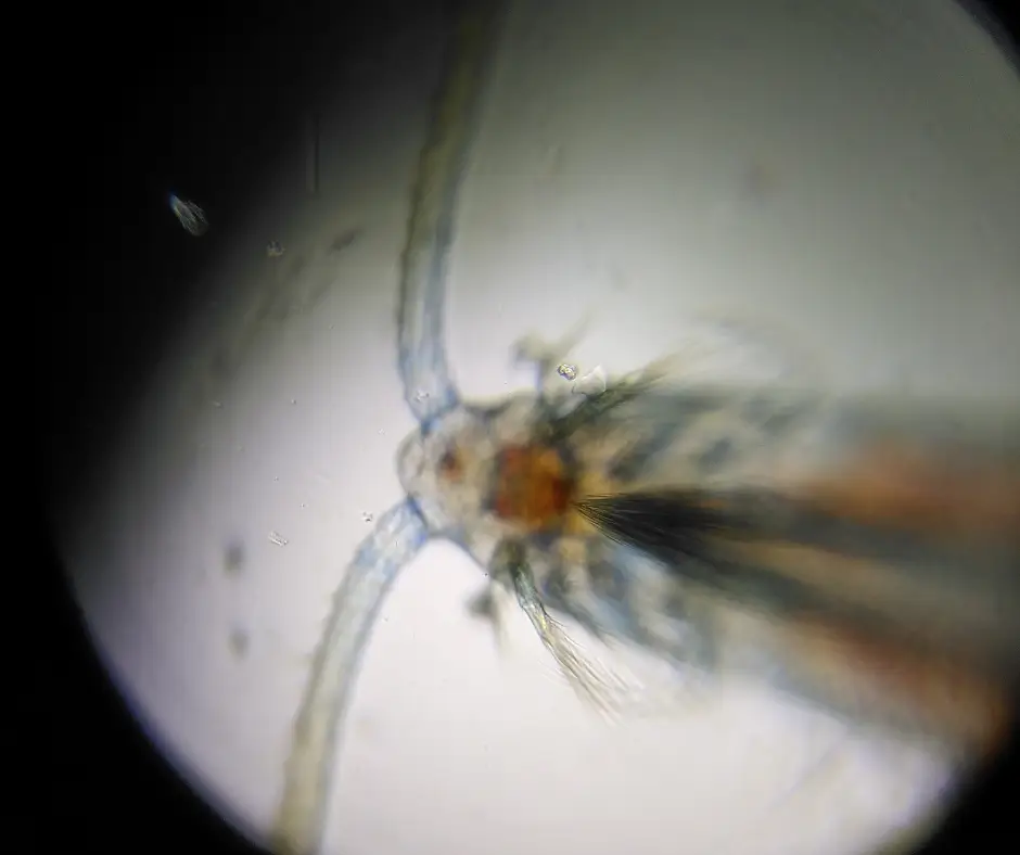 Copépode observé au Foldscope