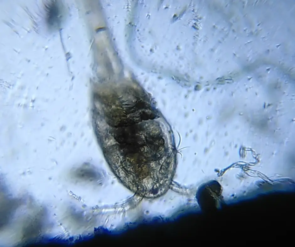 Copépode observé au Foldscope