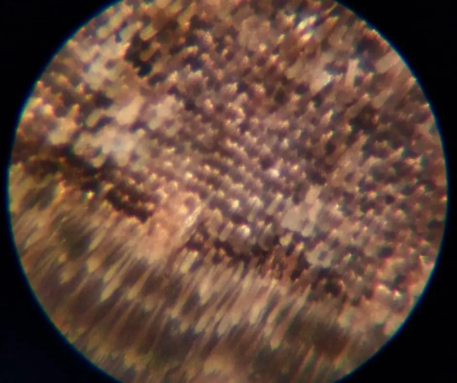 Aile de papillon observée au Foldscope