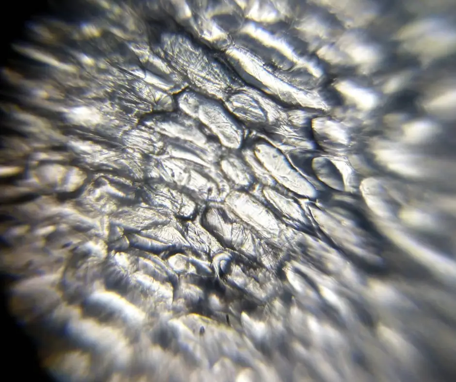 Cellule d'oignon observée au Foldscope