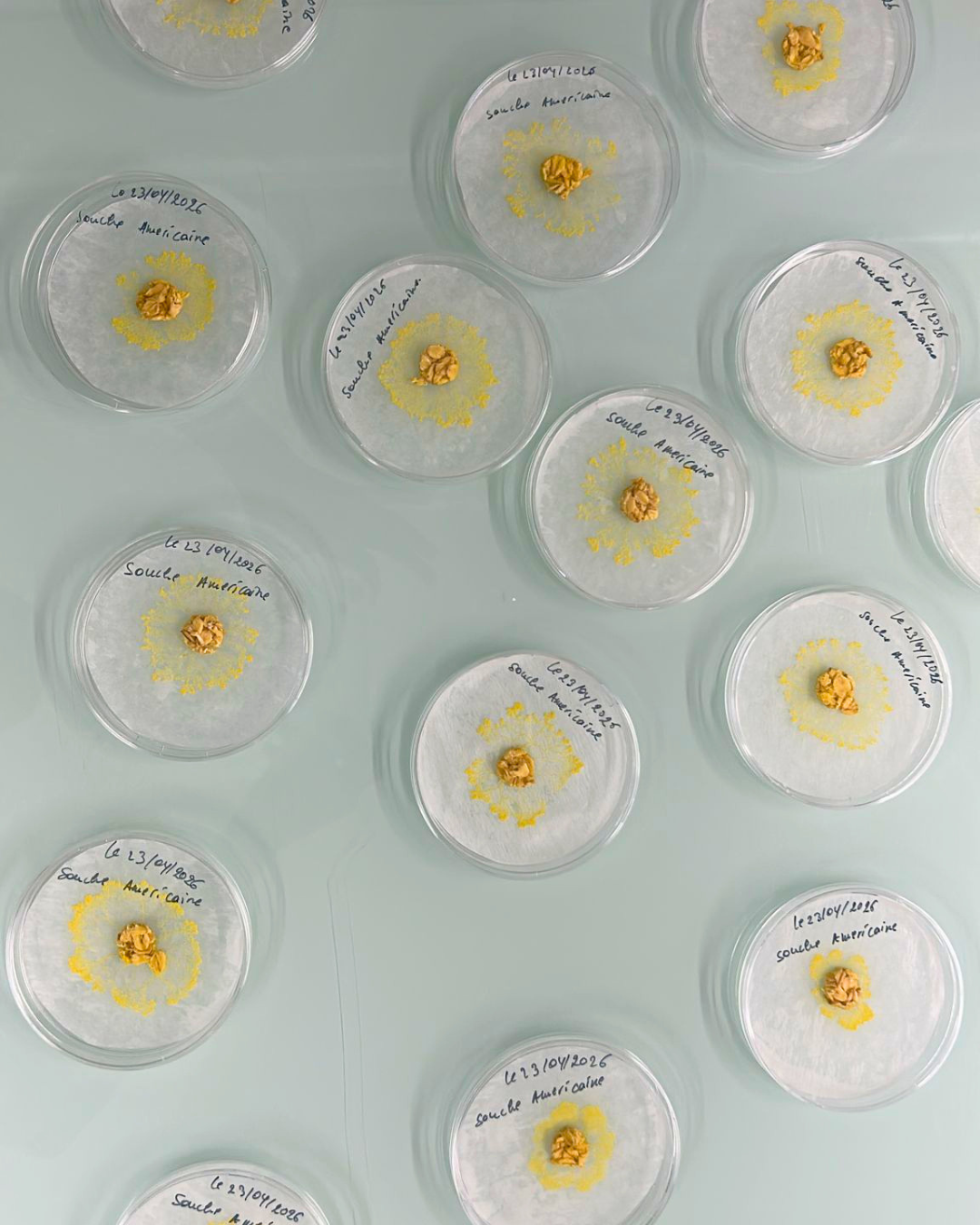 Sclérotes de blob (Physarum polycephalum) en boîtes de Petri vues du dessus