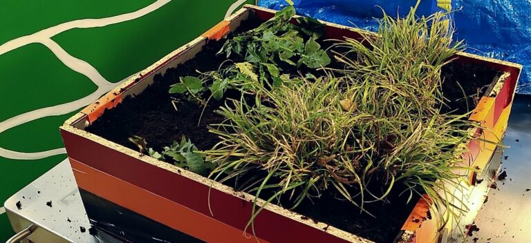 Prototype de module de toit végétalisé&nbsp;: un bac en bois planté de graminées